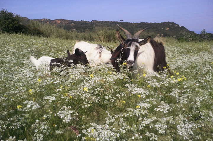 Le capre della fattoria - Isola d'Elba